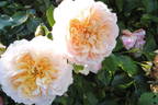 Ginger Syllabub rose photo