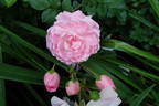 Débutante rose photo