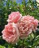 Triomphe de Luxembourg rose photo