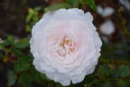 Miss Alice ® rose photo