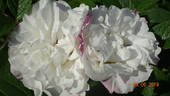 Marie Bugnet rose photo