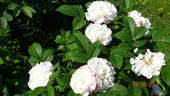 Marie Bugnet rose photo