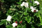 Marie Bugnet rose photo