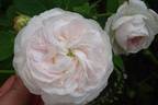 Madame Zöetmans rose photo
