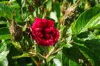 Signe Relander rose photo