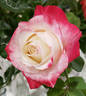 Bold and Beautiful rose photo