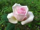 Duchesse de la Mothe-Houdancourt rose photo