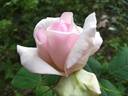 Duchesse de la Mothe-Houdancourt rose photo