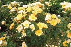 Apricot Queen rose photo