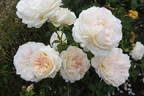 Sebastian Kneipp ™ rose photo