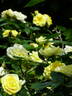 Summertime rose photo