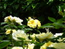 Summertime rose photo