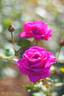 Flying Kiss ™ rose photo
