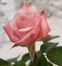 Eternity rose photo