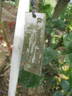 Young Venturer  Climbing rose photo