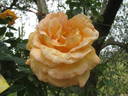 Young Venturer  Climbing rose photo
