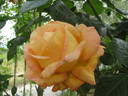 Young Venturer  Climbing rose photo