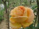 Young Venturer  Climbing rose photo