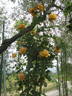 Young Venturer  Climbing rose photo