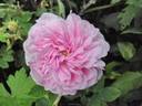 Bellard rose photo