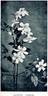 <i>C. fargesii</i> Franch. clematis photo