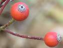 Claret Cup rose photo