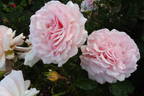Alexandra - Princesse de Luxembourg rose photo