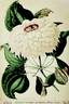 Duchess of Edinburgh clematis photo