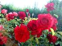 Red Star rose photo