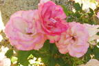 Strawberry Ice rose photo