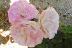 Strawberry Ice rose photo