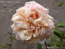 Mademoiselle Hélène Cambier rose photo