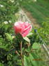 Rosildea rose photo