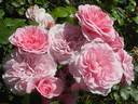 Roseninsel rose photo
