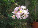 <i>R. multiflora adenochaeta</i> rose photo