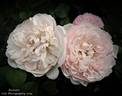 Redouté rose photo