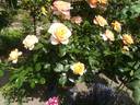 La Palma rose photo