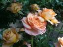 La Palma rose photo