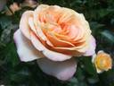 La Palma rose photo