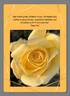 Children To Love rose photo