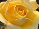 Children To Love rose photo