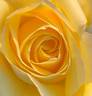 Children To Love rose photo