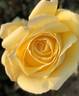 Children To Love rose photo
