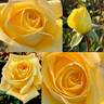 Children To Love rose photo