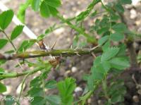 <i>Rosa x tenuifolia</i> rose photo