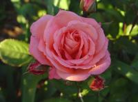 Deb's Delight rose photo