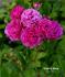 Stadtrat Meyn rose photo