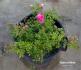 Stadtrat Meyn rose photo
