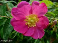 <i>Rosa carolina</i> x <i>Rosa rugosa</i> rose photo