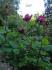 Fortune Teller ™ rose photo